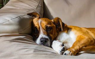 Wist je dat? De slaaphouding van je hond kan vertellen hoe gelukkig ze zijn