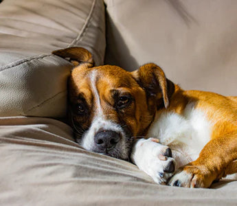 Wist je dat? De slaaphouding van je hond kan vertellen hoe gelukkig ze zijn