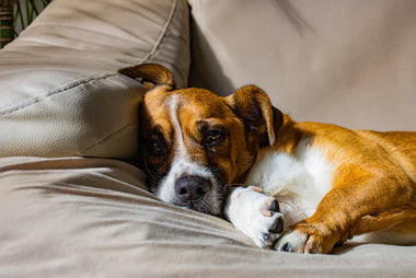 Wist je dat? De slaaphouding van je hond kan vertellen hoe gelukkig ze zijn