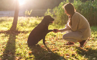 30+ tips om beter te communiceren met je hond