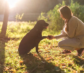 30+ tips om beter te communiceren met je hond