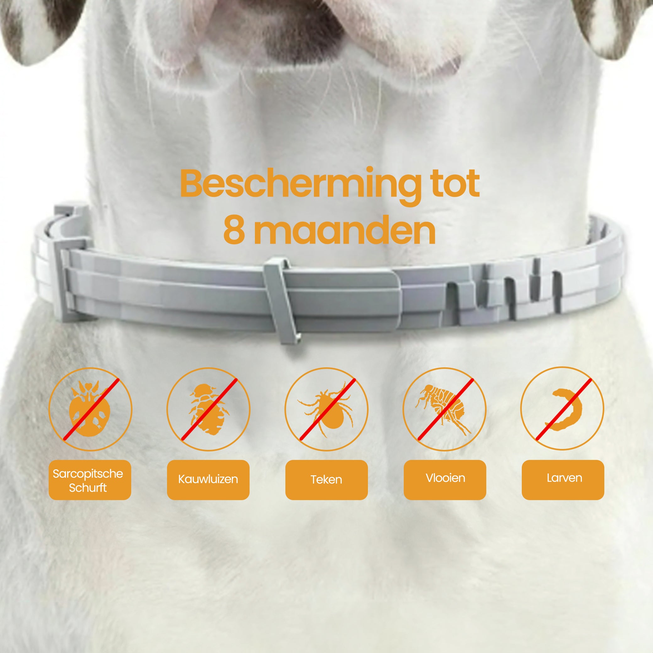 PetsPals TeekShield™ - Anti-Teek & Vlooien Band Hond